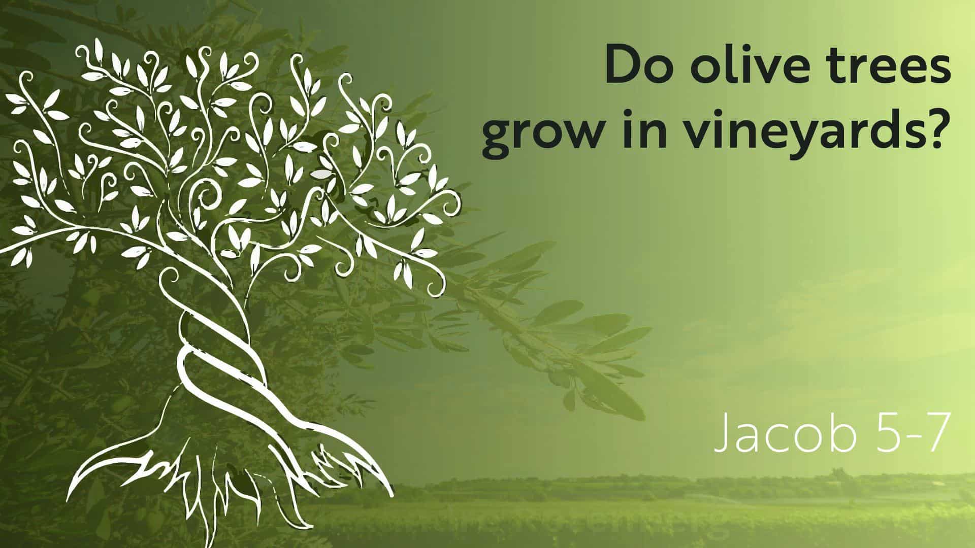 Do Olive Trees Grow in Vineyards